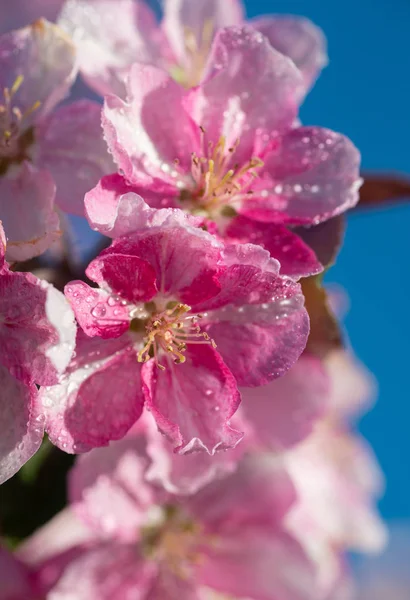 Японська Вишня Sakura Цвітіння Квітки Twig Фоні Синього Неба Яскрава — стокове фото