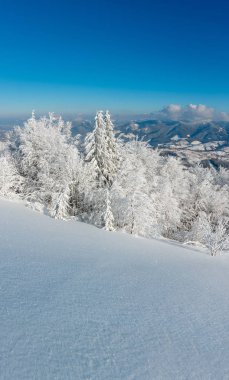Kış sakin dağ manzarası güzel süs ağaçları ve snowdrifts yamaç (Karpat Dağları, Ukrayna). Önemli alan netlik derinliği ile kompozit görüntü.