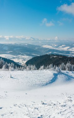Kış sakin dağ manzarası güzel süs ağaçları ve snowdrifts yamaç (Karpat Dağları, Ukrayna)