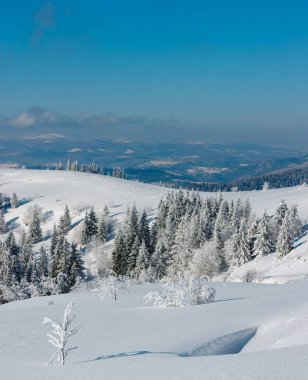 Kış sakin dağ manzarası güzel süs ağaçları ve snowdrifts yamaç (Karpat Dağları, Ukrayna)