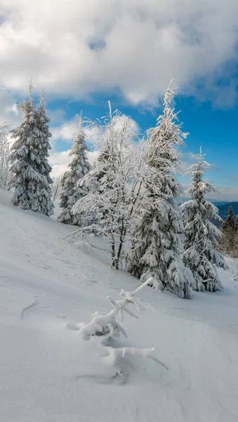 Inverno Paisagem Serena Montanha Com Belas Árvores Geada Nevascas Encosta — Fotografia de Stock