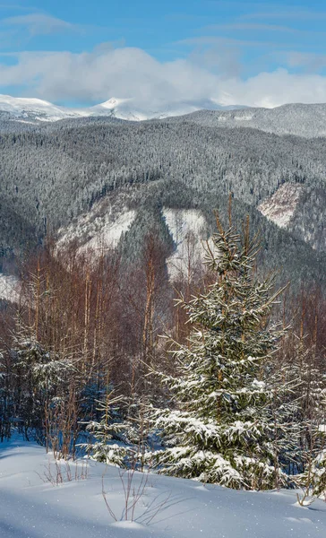 Güzel Kış Sabah Dağlar Genç Köknar Huş Ağacı Ormanından Görüntüleyin — Stok fotoğraf