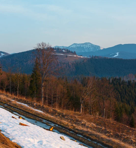 Tidig Morgon Våren Karpatiska Berg Platå Landskap Med Snötäckta Bergstoppar — Stockfoto