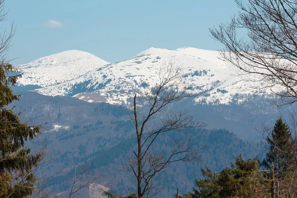 Primavera Temprana Montañas Cárpatos Paisaje Meseta Con Cumbres Cubiertas Nieve —  Fotos de Stock