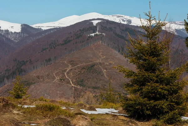 Primavera Cedo Montanhas Cárpatos Paisagem Planalto Com Cumes Cobertos Neve — Fotografia de Stock