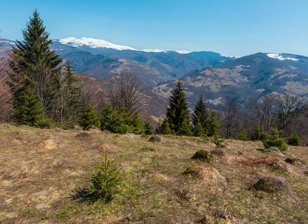 Wczesną Wiosną Którą Karpatach Płaskowyżu Krajobraz Grzbiet Pokryte Śniegiem Szczyty — Zdjęcie stockowe