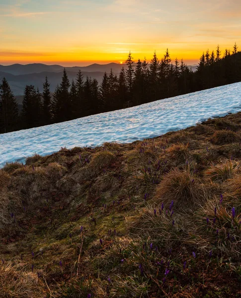 Colorful sunrise landscape in spring Carpathian mountains, Ukraine, Europe.