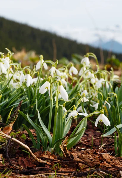 Flores Nieve Primavera Montañas Los Cárpatos Ucrania Europa Imagen Puntada — Foto de Stock