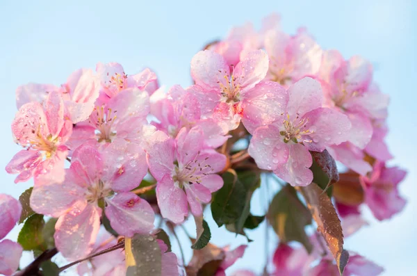 Ciliegia Giapponese Sakura Fiore Fiori Ramoscello Sfondo Naturale Bella Primavera — Foto Stock
