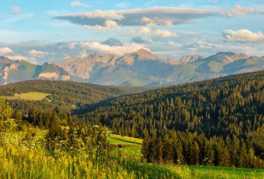 Yaz akşam dağ köyü ilçe sınırı ile çiçek açması alan ve tatra sıra arkasında (gliczarow gorny, Polonya).
