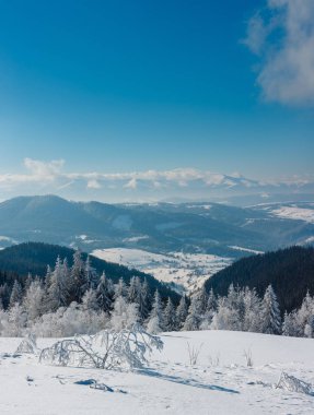 Kış sakin dağ manzarası güzel süs ağaçları ve snowdrifts yamaç (Karpat Dağları, Ukrayna)