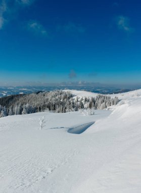 Kış sakin dağ manzarası güzel süs ağaçları ve snowdrifts yamaç (Karpat Dağları, Ukrayna). Önemli alan netlik derinliği ile kompozit görüntü.