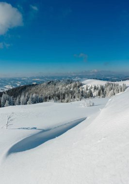 Kış sakin dağ manzarası güzel süs ağaçları ve snowdrifts yamaç (Karpat Dağları, Ukrayna). Önemli alan netlik derinliği ile kompozit görüntü.