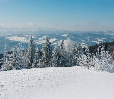 Kış sakin dağ manzarası güzel süs ağaçları ve snowdrifts yamaç (Karpat Dağları, Ukrayna)