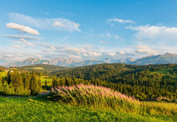 Letni Wieczór Góra Wieś Obrzeżach Różowe Kwiaty Przodu Tatra Zakres — Zdjęcie stockowe