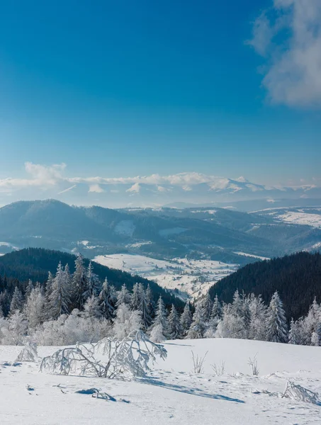 Kış sakin dağ manzarası güzel süs ağaçları ve snowdrifts yamaç (Karpat Dağları, Ukrayna)