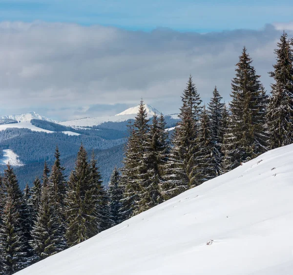 Pintoresca Vista Montaña Invierno Desde Ladera Montaña Skupova Cárpatos Ucrania —  Fotos de Stock