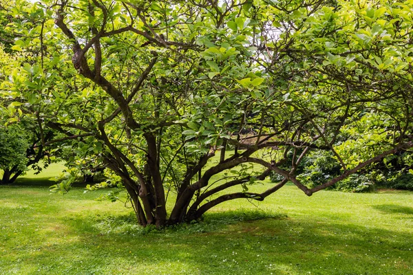 Bush Copac Iarbă Gazon Parc Oraș Vară — Fotografie, imagine de stoc