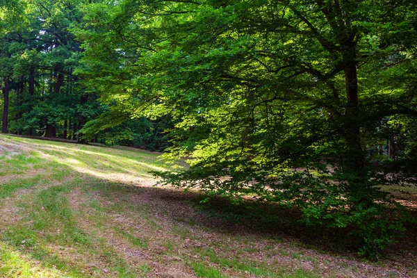 夏都市公園の草の芝生の丘の上のブナの木 — ストック写真
