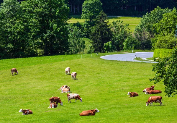 Vacas Rebanho Pastagem Clareira Ervosa Verão Florescente — Fotografia de Stock