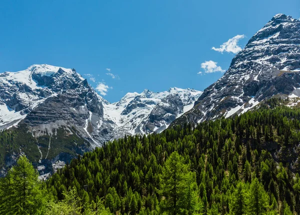 Letní Pohled Stelvio Pass Vysokohorská Silnice Lesem Sníh Vrcholky Alp — Stock fotografie