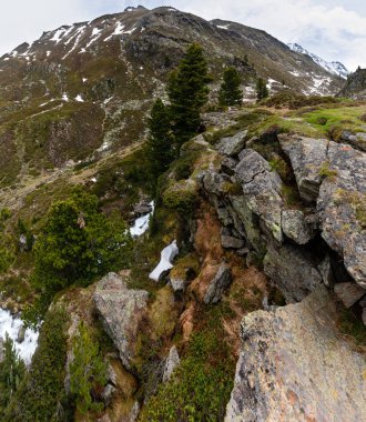 Rock ve çam ağacı (Fluela Pass, İsviçre, Alpler Dağı yatay yaz)