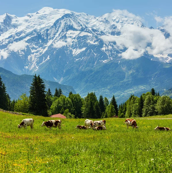 Herd cows on blossoming glade and Mont Blanc mountain massif (Chamonix valley, France, view from Plaine Joux outskirts).