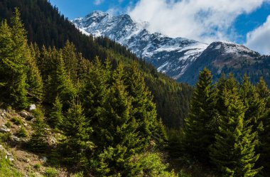 dağ manzarası Göknar ormanı yamaç (silvretta Alpler, Avusturya ile yaz).