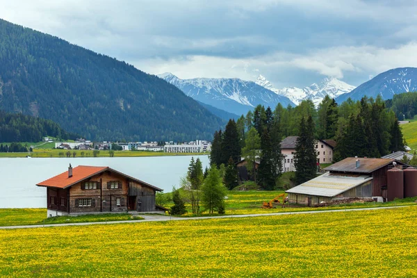 Sommerlandschaft Mit Davossee Ortsrand Und Löwenzahnwiese Schweiz — Stockfoto