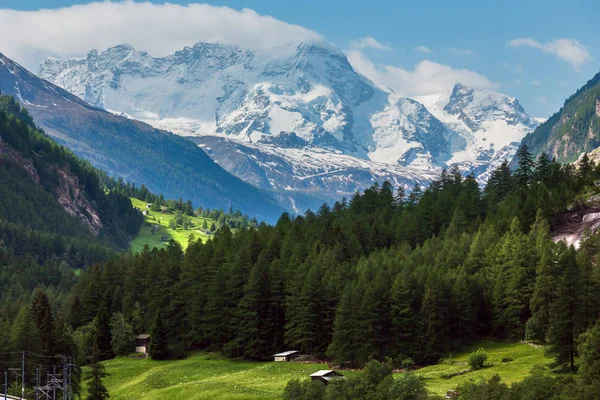 Alpes Été Paysage Montagneux Avec Forêt Sapins Sur Pente Les — Photo