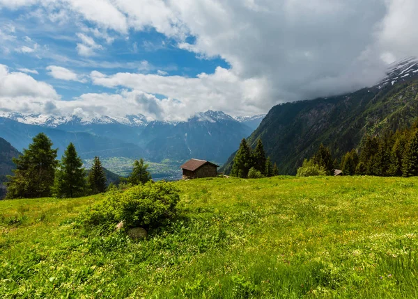 草地斜面 スイス連邦共和国上の黄色の野生花夏アルプス山の風景 — ストック写真