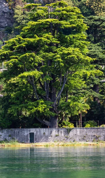 Großer Baum Seeufer Como See Sommer Uferblick Vom Schiff Aus — Stockfoto