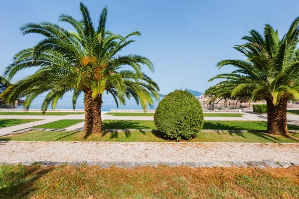 Zobacz Piękny Letni Poranek Park Palmy Pobliżu Plaży Milocer Czarnogóra — Zdjęcie stockowe