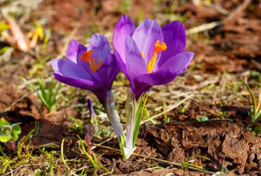 Renkli çiçek mor menekşe Crocus heuffelianus (Crocus vernus) alp çiçekler bahar Karpat dağ Yaylası Vadisi, Ukrayna, Avrupa. Güzel kavramsal ilkbahar veya yaz başında sahne.