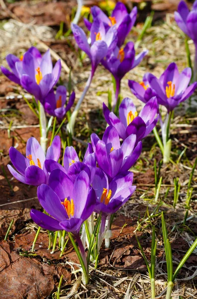 Floraison Colorée Violet Violet Crocus Heuffelianus Crocus Vernus Fleurs Alpines — Photo