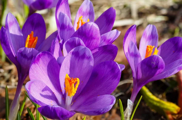 Цветущие Цветущие Фиолетовые Фиолетовые Цветы Crocus Heuffelianus Crocus Vernus Весеннем — стоковое фото