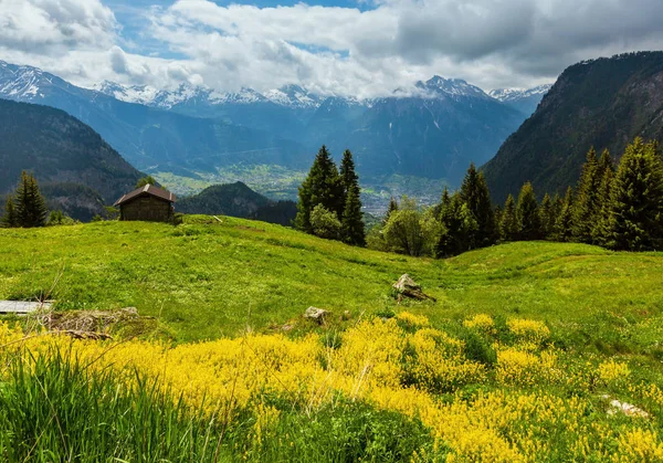 夏季阿尔卑斯山景观与黄色野花在草原倾斜 — 图库照片