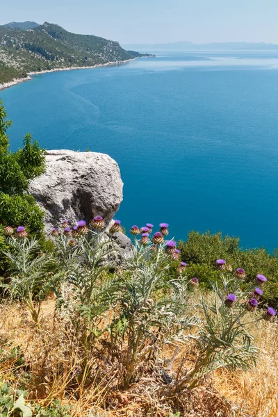 Sommaren Adriatiska Havet Kusten Ovanifrån Med Träd Tistel Växt Och — Stockfoto