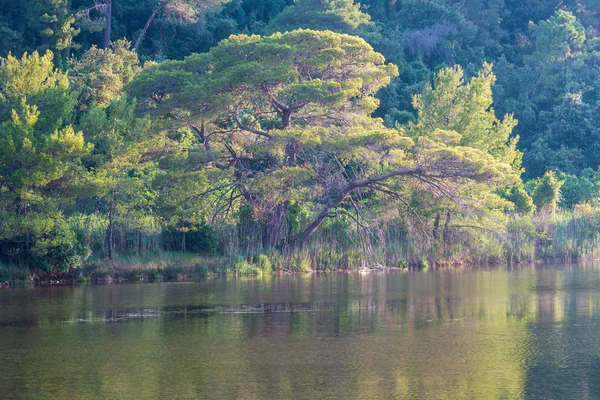 Lago Verano Por Noche Paisaje Del Bosque Pinos Con Gran — Foto de Stock