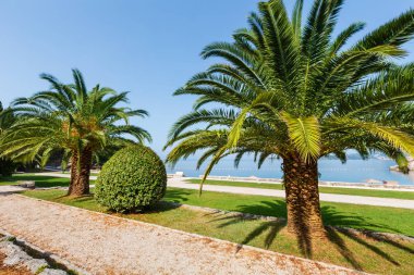 Palmiye ağacı Milocer Beach (Karadağ, Budva yakınındaki ile bir güzel yaz park sabah görüntülemek)