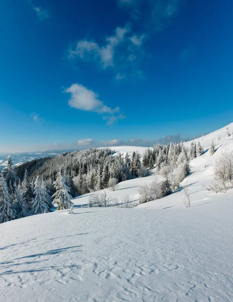 Téli Nyugodt Hegyi Táj Gyönyörű Fagyosan Fák Snowdrifts Lejtőn Kárpátok — Stock Fotó