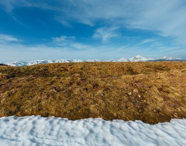 Renkli çiçek mor Menekşe Crocus heuffelianus (Crocus vernus) Alp çiçekler bahar Karpat dağ Yaylası Vadisi, Ukrayna, Avrupa. Güzel kavramsal ilkbahar veya yaz başında yatay.