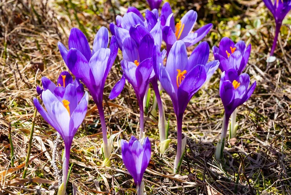 Colorata Fioritura Viola Violetta Crocus Heuffelianus Crocus Vernus Fiori Alpini — Foto Stock