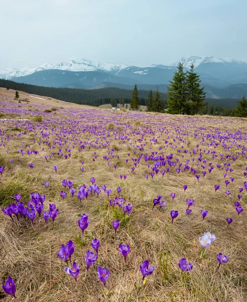 Floración Colorida Violeta Púrpura Crocus Heuffelianus Crocus Vernus Flores Alpinas — Foto de Stock