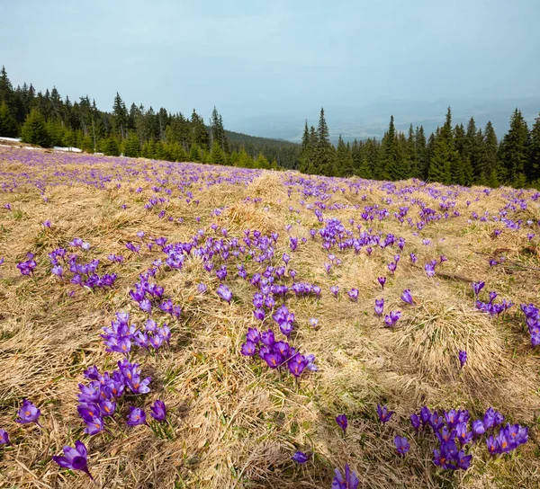 Renkli Çiçek Mor Menekşe Crocus Heuffelianus Crocus Vernus Alp Çiçekler — Stok fotoğraf