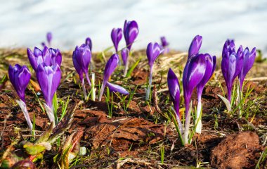 Colorful blooming purple violet Crocus heuffelianus (Crocus vernus) alpine flowers on spring Carpathian mountain plateau valley, Ukraine, Europe. Beautiful conceptual spring or early summer scene. clipart