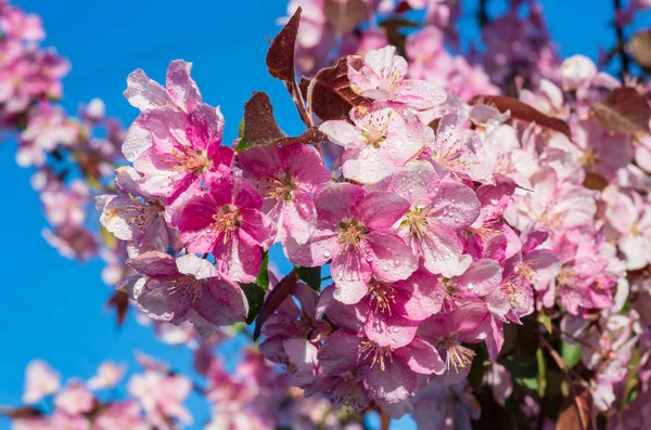 Japońska Wiśnia Sakura Gałązka Kwiat Kwitnąć Tle Błękitnego Nieba Piękna — Zdjęcie stockowe