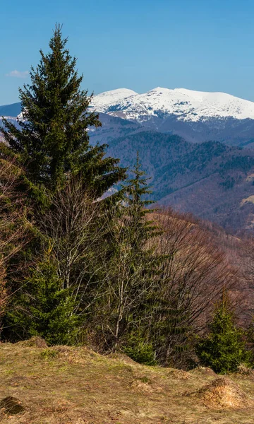 Primavera Cedo Montanhas Cárpatos Paisagem Planalto Com Cumes Cobertos Neve — Fotografia de Stock