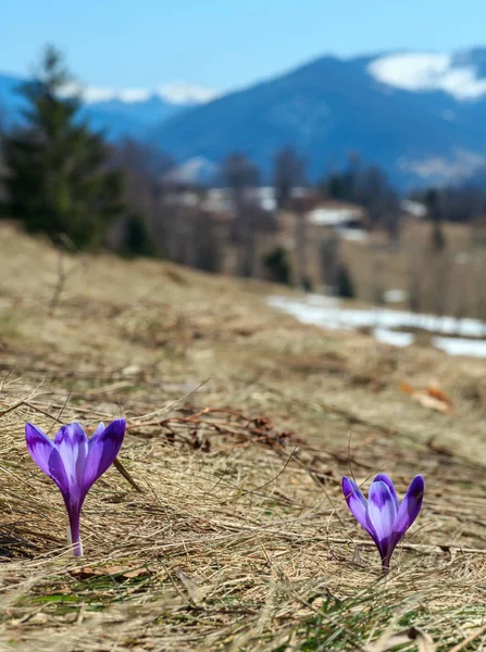 Crocus První Fialové Květiny Brzy Jaře Karpaty Plošina Zasněžený Hřeben — Stock fotografie