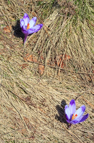 První Fialové Crocus Květy Předjaří Karpaty Plateau — Stock fotografie